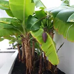 Lanzarote וילה